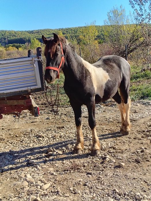 Vând manz friesian pinto..foarte frumos și energic