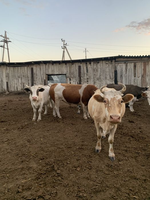 Продам стадо коров