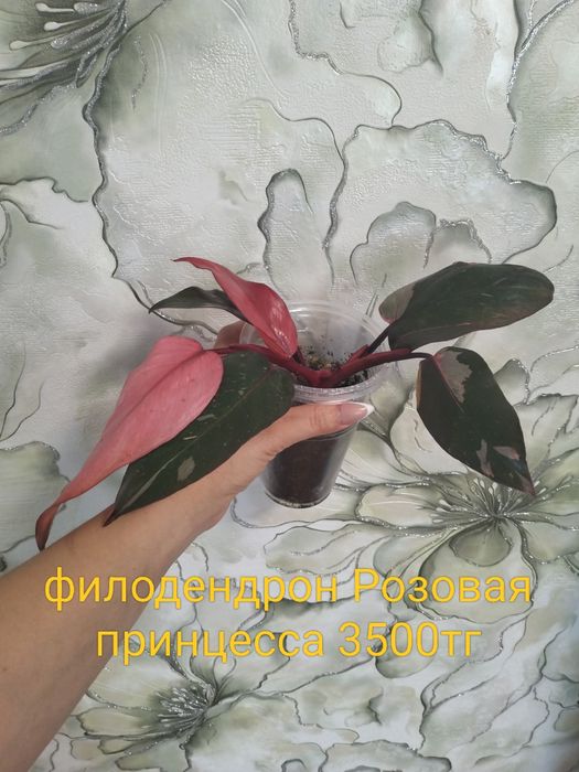 Продам комнатные цветы