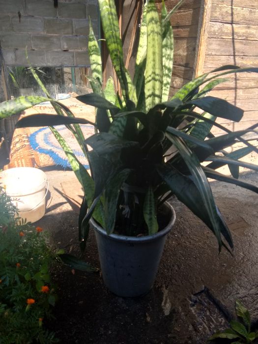 Сансевиерия. Щучий хвост.