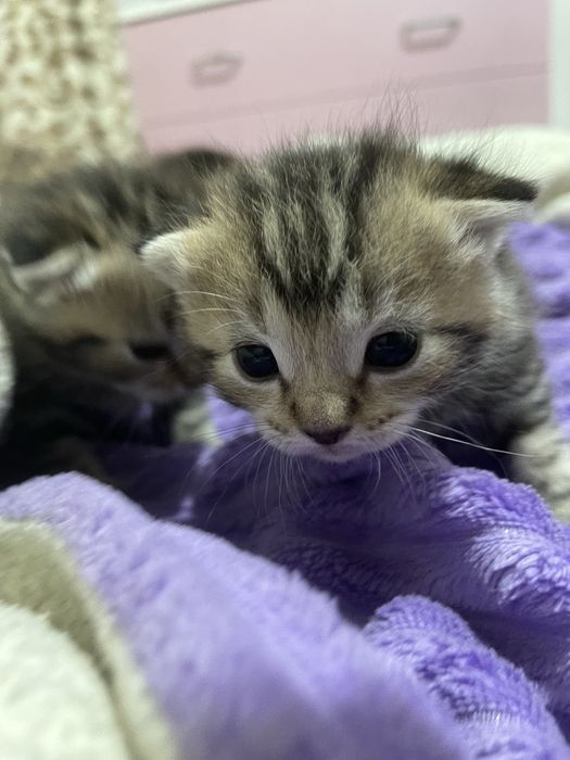 Вислоухие пародистые котята