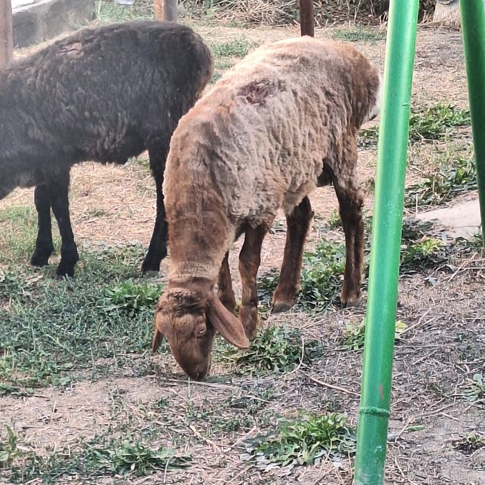Продам овец баран кой