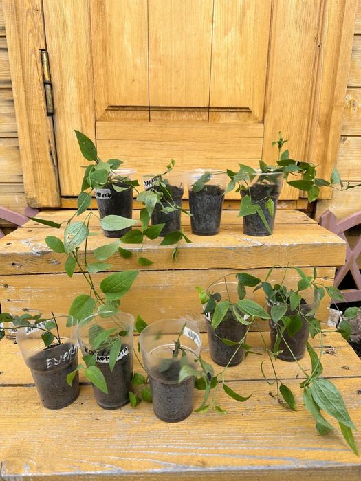 Клематис белое облоко  1500