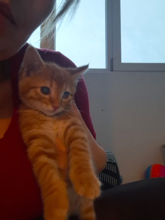 Adoptie pisoiasi