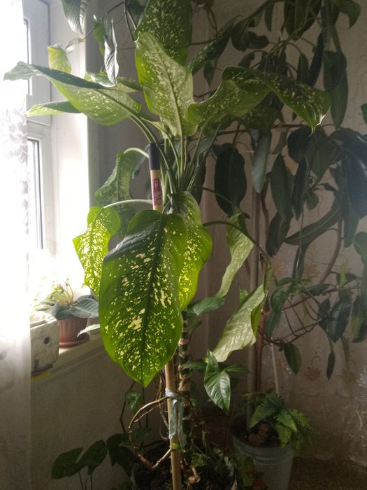 Диффенбахия цветок комнатный.