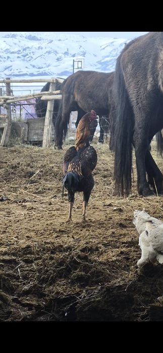 Дакан бойцовский обмен