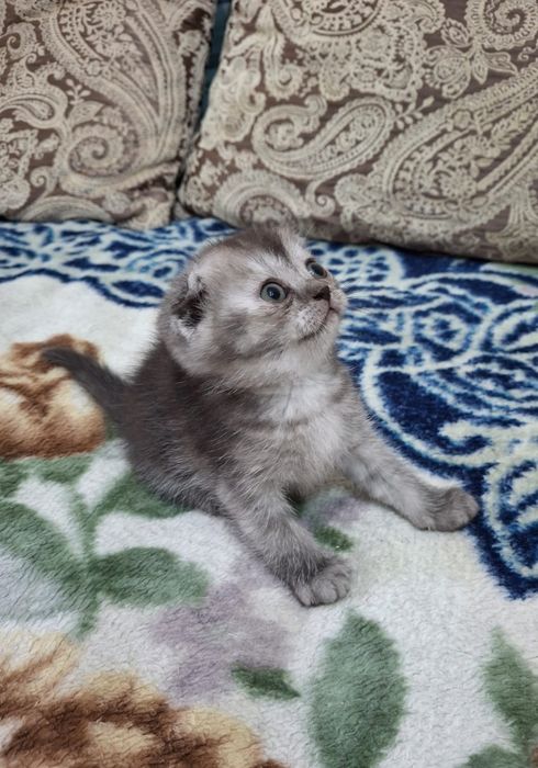 Шотландский вислоухий котенок