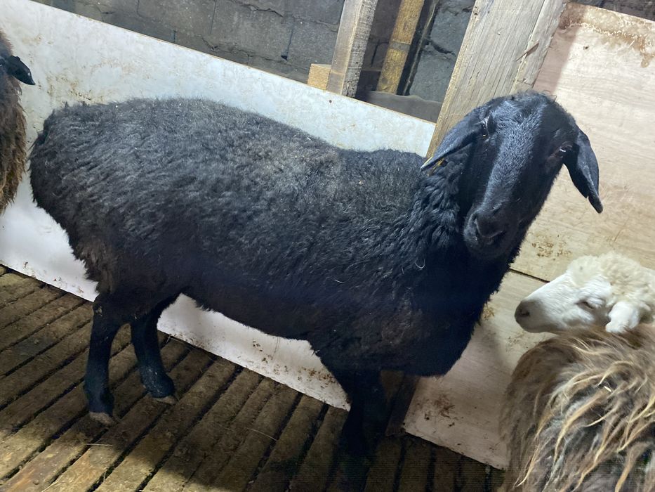 Қойлар сатылады.Продеатся овцы,бараны.