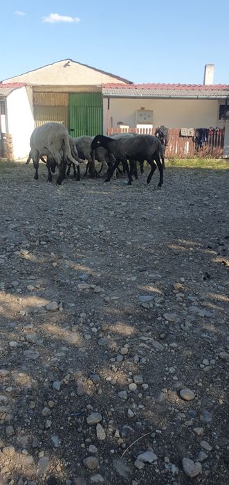 Vând Berbeci sarbesti și Bergamo