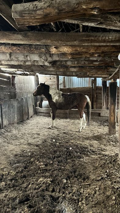 Семіз құнан сатылады