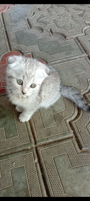 Шотландские вислоушки!!!