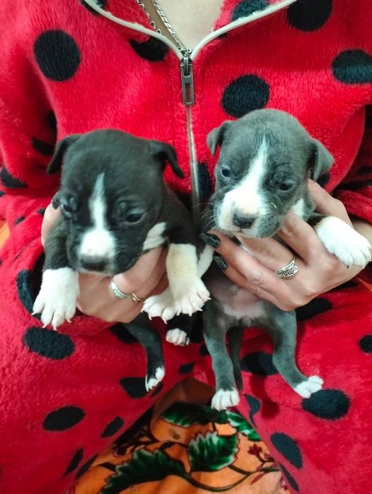 Продам Щенков Американского питбуля