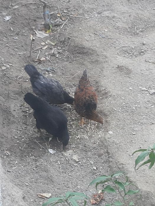 Ijtimoiy tarmoqlardan rus porno