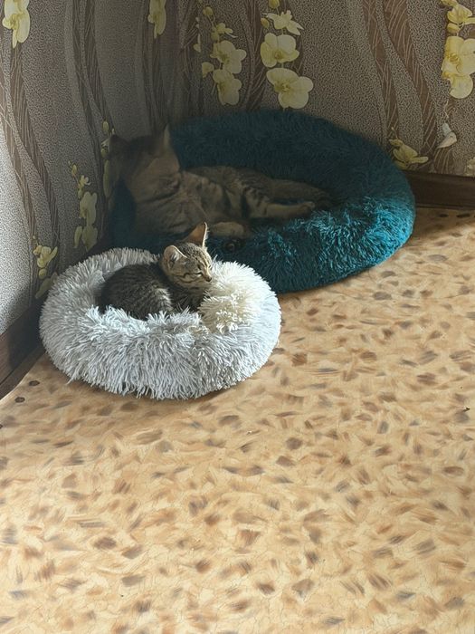 Кот симпотный пушискик