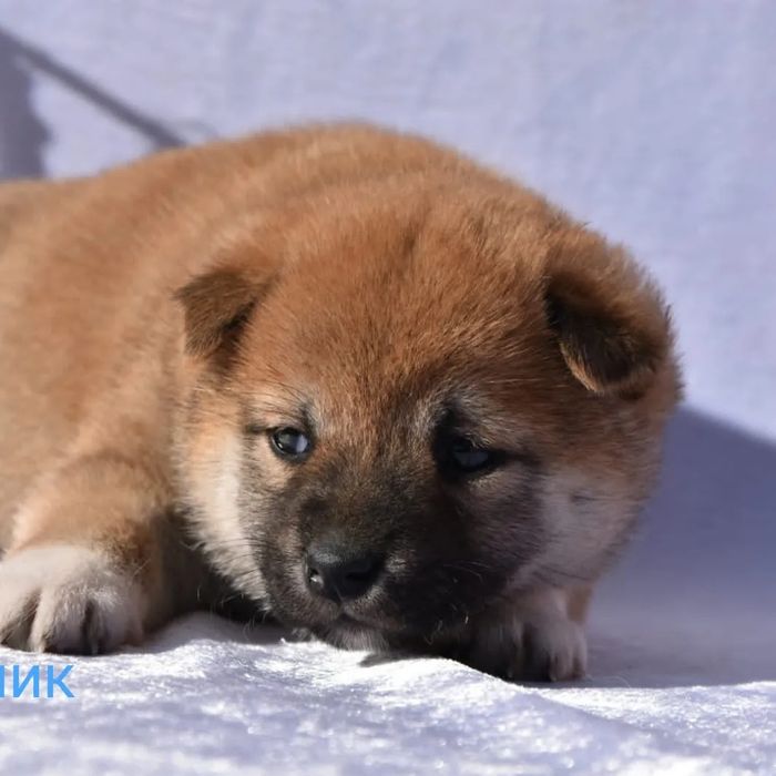 Сиба ину девочка и мальчик