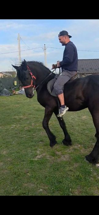 Armasar frizian 2 ani pedigree pasaport