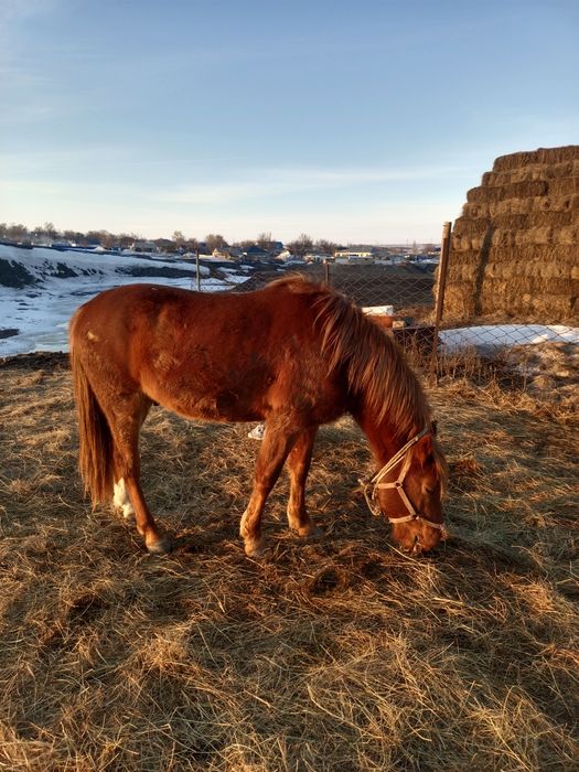 Айғыр сатылады 23 жылғы