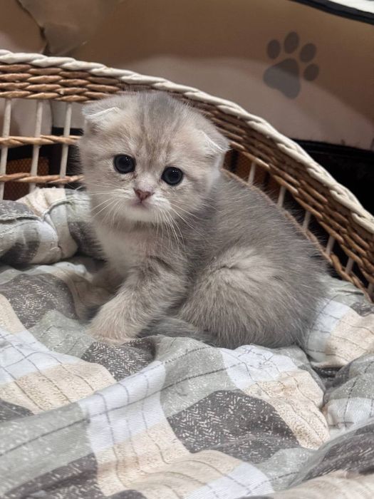 Скотиш фолд серибристая шиншила
