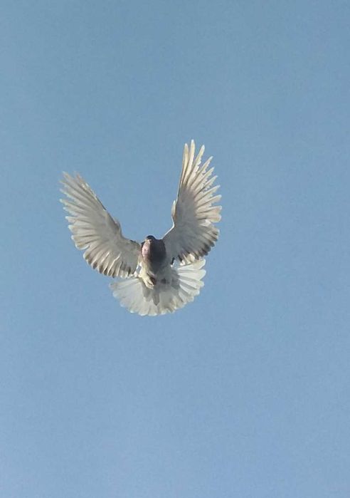 Голуби серпастые бабочки