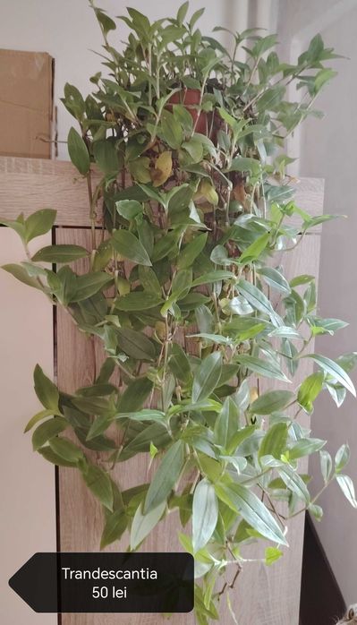 Floare ghiveci yucca. Trimit în tara.