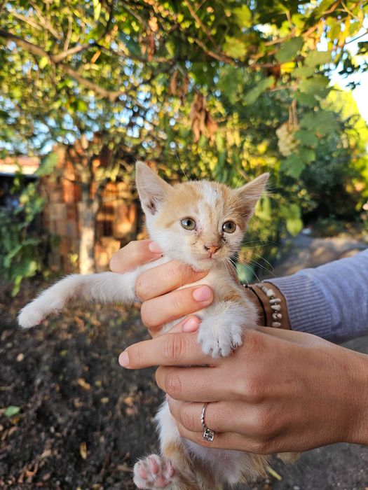 Подарявам котенца