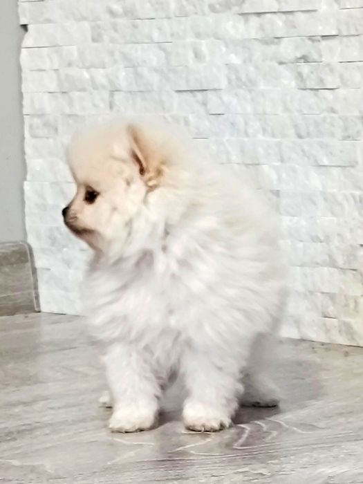 Померан, мини померан