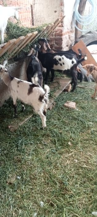 Vand sau schimb cu vitel de o saptamana