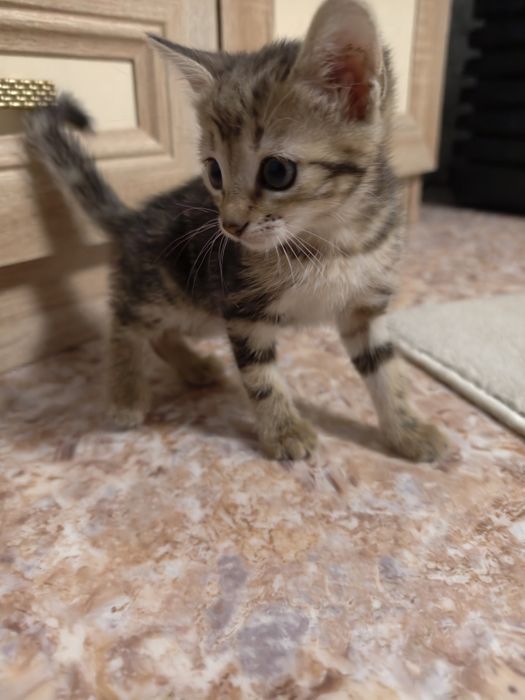Отдам котиков в добрые руки