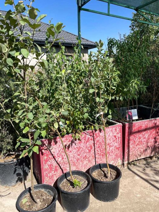 Жемыс агаштары сатылады