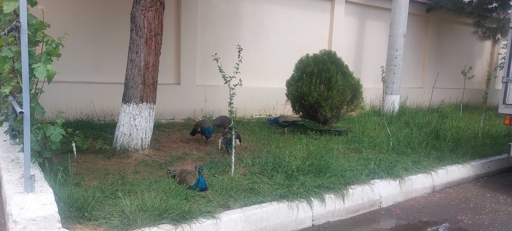 Prodayotsa pavlin semya i akvarium s ribami