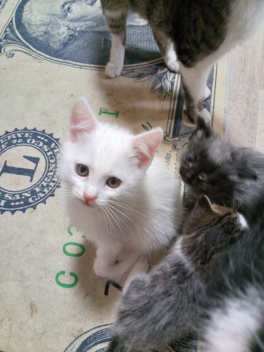 Отдам котят срочно