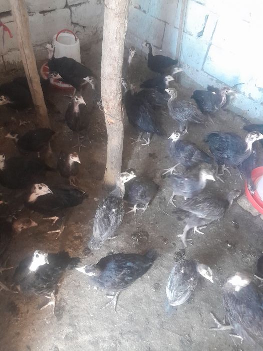 Продам индюшат и гусят разные возраст.