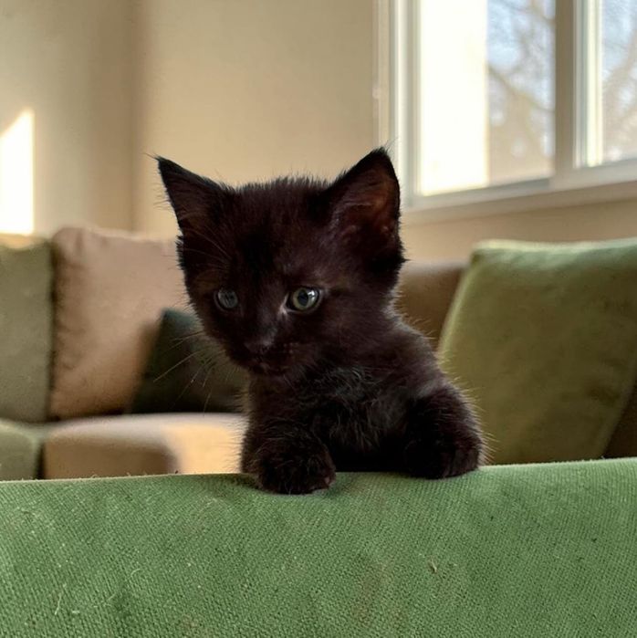 Котенок-мальчик в надежные руки