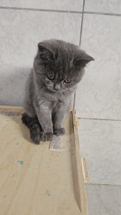 British shorthair blue fata