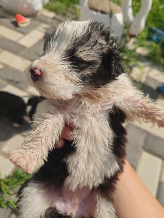 Cățeluși spre adopție