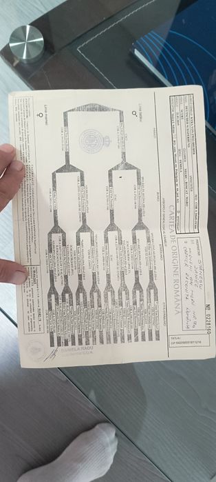 Femelă ciobănesc german