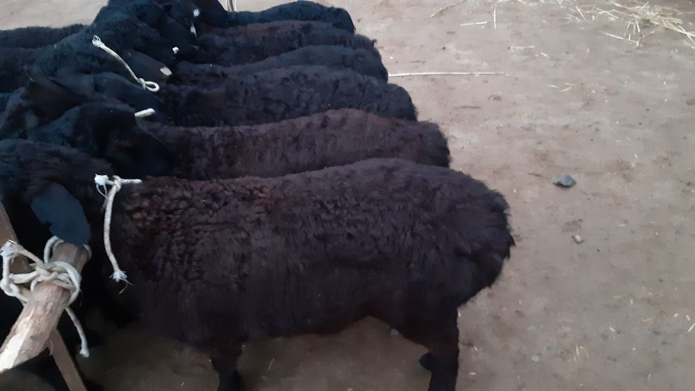 Hisori quzilar sotiladi 2mlndan bowlanadi