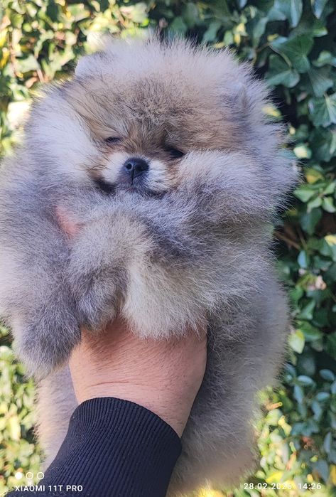 Померан,померанче