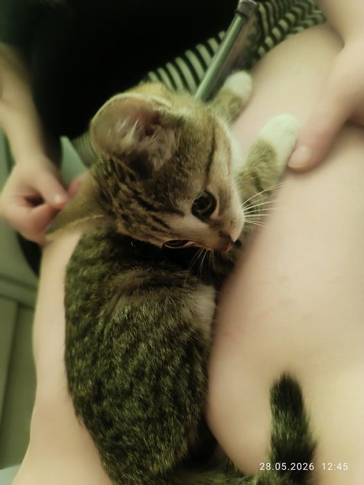 Отдам котенка девку