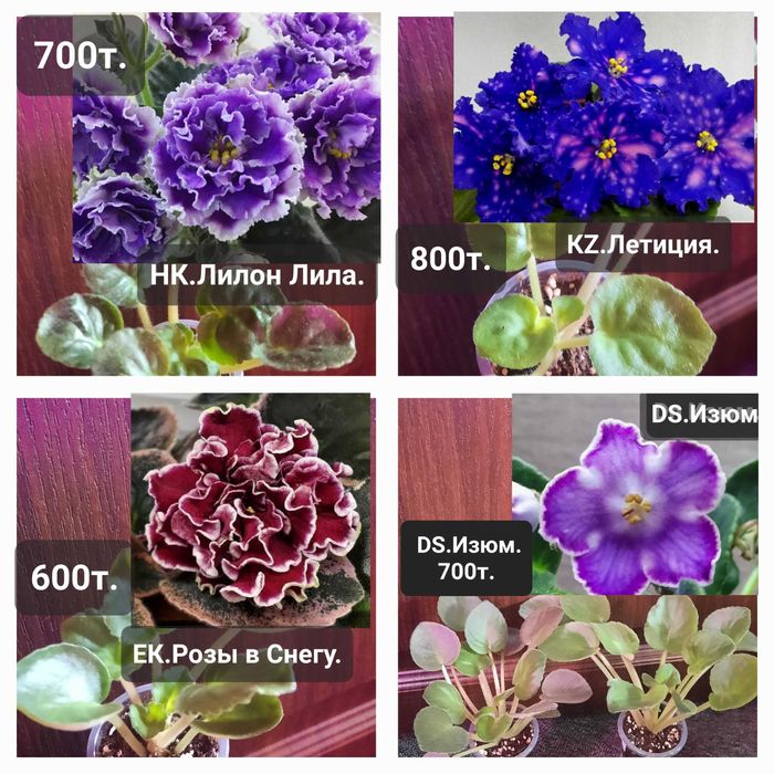 Фиалки сортовые  детки