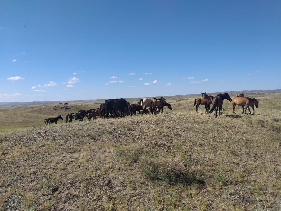 Продам лошадей 4косяка