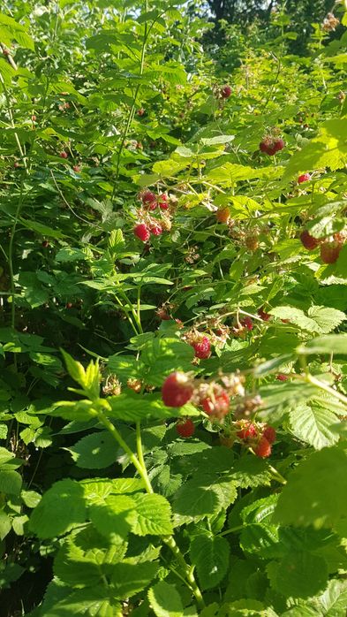 Участка в Чимгане для ИЖС.