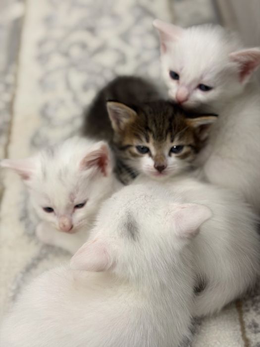 Котята смешанные