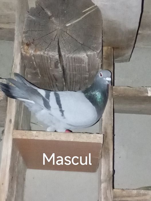 Vând porumbei voiajori