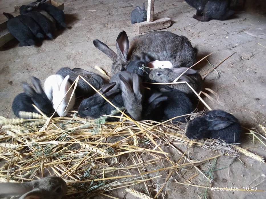 Quyon bolalari.      Куйон болалари