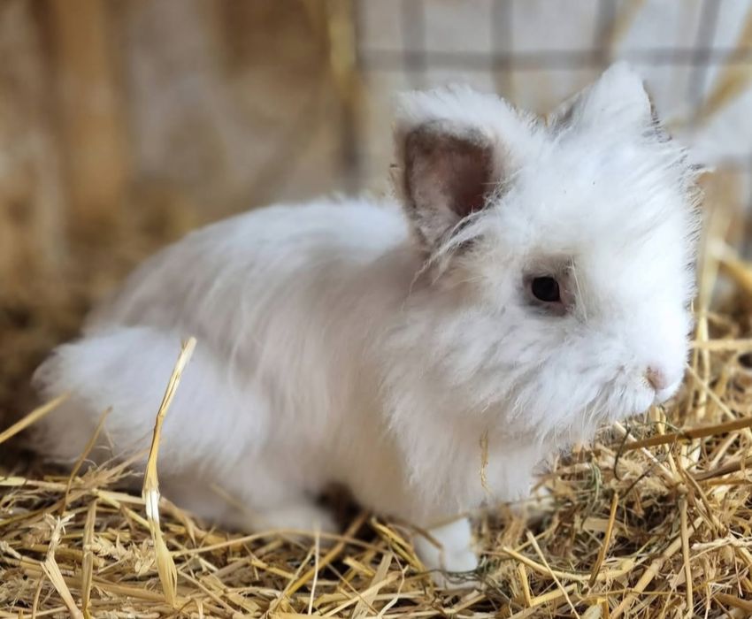 Masculi cap de leu/ schimb si cu cereale