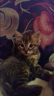 Котята домашние  ..