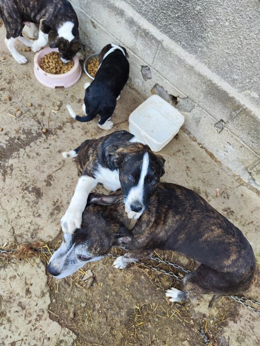 3 кутрета търсят нов дом