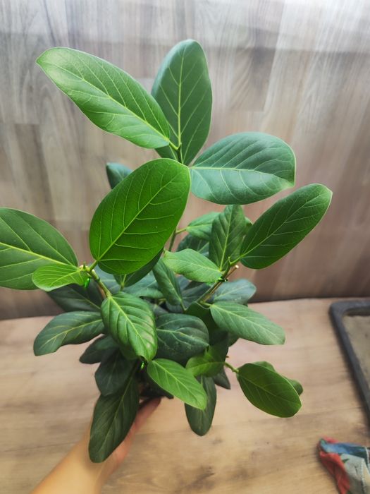 Фикус Андре , 60 см , цветы оптом