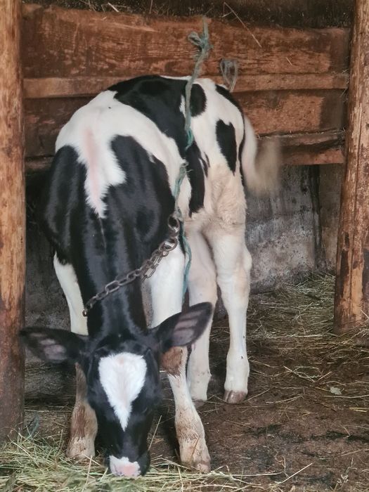 Vitica holstein 5 pe6 saptamhni suge la biberon la vaca din vaca bună de lapte